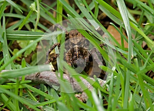 Large Brown Wolf Spider in Grass, Close Up