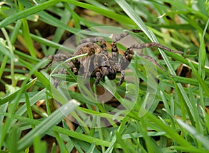 Large Brown Wolf Spider in Grass, Close Up