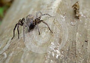 Large Brown Wolf Spider on a Log, Close Up