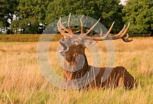 Large buck with antlers bellowing in the grassland