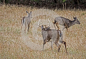 Large Buck chasing two younger bucks around.