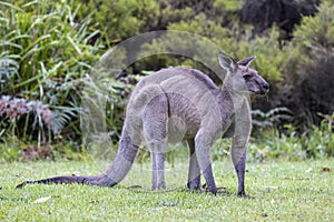 Eastern Grey Kangaroo