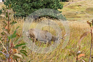 Large buck eating grass on hillside photo
