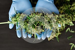 A large bud of fresh cannabis harvest in the hands of a Doctor medical worker concepts of cultivating grow medical