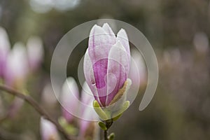 a large Bud of pink Magnolia grows on a tree on a spring day in a garden in Europe . rosebud and large green leaves on