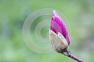 a large Bud of pink Magnolia grows on a tree on a spring day in a garden in Europe . rosebud and large green leaves on