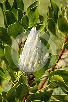 Large bud of a protea (p. cynaroides) \'king white\' in garden
