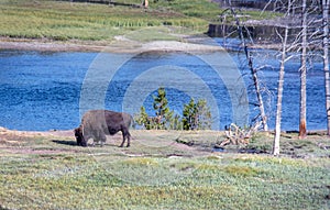 Large buffalo by a blue river in Yellowstone