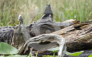 Large Bull American Alligator, Okefenokee Swamp National Wildlife Refuge