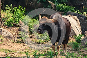 A large bull with big horn standing.