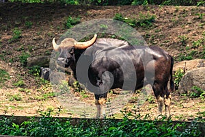 A large bull with big horn standing.