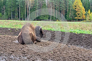 Large bull bison in the national park against the backdrop of nature