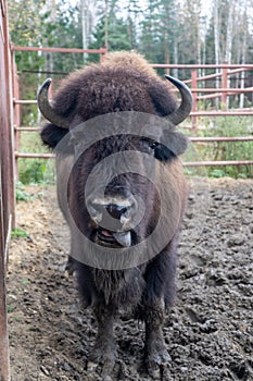 Large bull bison in the national park behind a grate fence