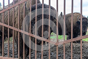 Large bull bison in the national park behind a grate fence