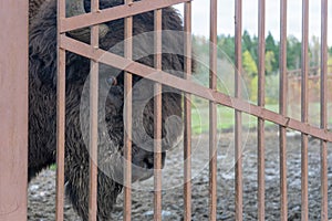 Large bull bison in the national park behind a grate fence