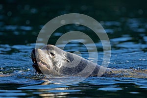 Large bull California sea lion swims with mouth open in dark blue-green sea photo
