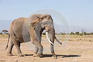 Large Bull Elephant in Amboseli, Kenya