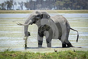 Large bull elephant covered in dry mud eating a string of water lilly in Amboseli National Park in Kenya