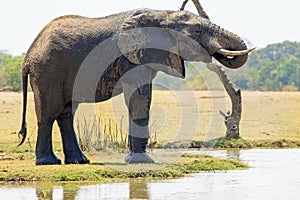 Large Bull Elephant drinking at a lagoon with trunk curled into mouth, south luangwa, zambia, southern africa