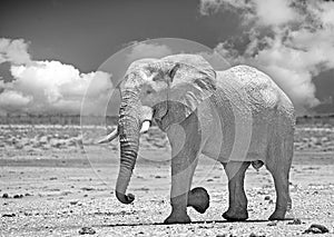 Large Bull Elephant Pachyderm walking across the dry plains in Etosha