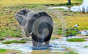 Large Bull Elephant standing in a lagoon taking a drink with a natural lush foliage background