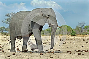 Large Bull Elephant strolling on the plains in Hwange National Park photo
