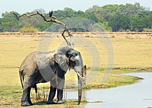 Large Bull Elephant taking a drink from a lagoon while an african fish eagle sits int he tree watching south luangwa national park