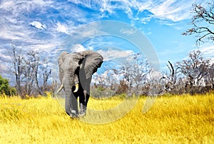 Large Bull Elephant walking across the Dry African Plains in Zimbabwe