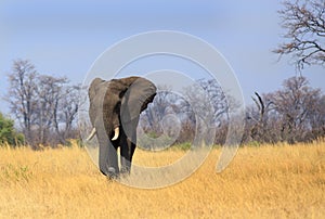 Large Bull Elephant walking across the open plains in Zimbabwe