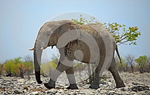 A large Bull elephant walking in Etosha