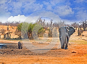 Large Bull Elephant walking on the plains with a buffalo in the background drinking from a waterhole