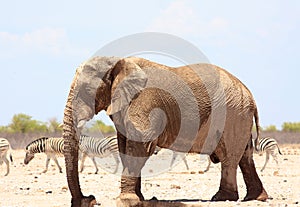 Large Bull Elephant with zebra walking in the background