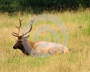 Large bull elk