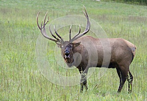Large bull elk bugling at the camera.