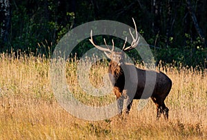 A Large Bull Elk Bugling During the Fall Rut