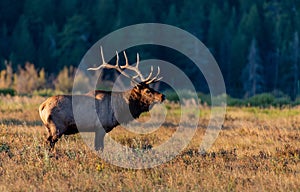 A Large Bull Elk Bugling During the Fall Rut