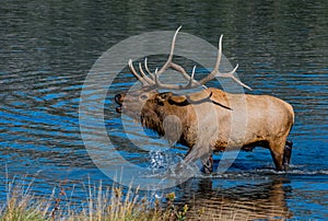 A Large Bull Elk Bugling from a Lake