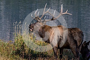 A Large Bull Elk Bugling by a Lake
