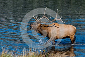A Large Bull Elk Bugling from a Lake photo