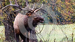 Large Bull Elk Bugling Over His Harem During the Autumn Rut