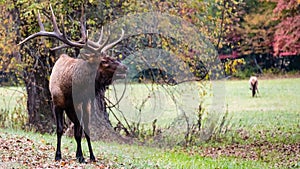 Large Bull Elk Bugling Over His Harem During the Autumn Rut