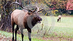 Large Bull Elk Bugling Over His Harem During the Autumn Rut