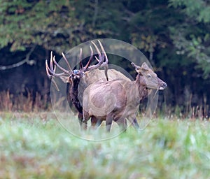 Large bull elk at Cataloochee approaches a female during fall rut photo