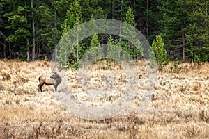 Large bull elk Cervus canadensis on a meadow in the Rocky Mountains