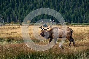 A Large Bull Elk During the Fall Rut