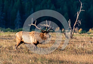 A Large Bull Elk During the Fall Rut