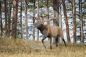 Large Bull Elk in the Forest Bugling