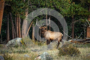 A Large Bull Elk at Forest Edge