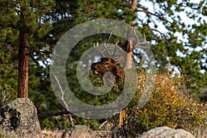 A Large Bull Elk at Forest Edge