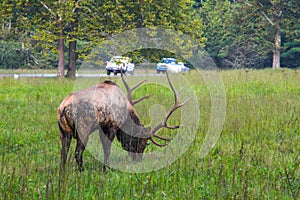 Large Bull Elk In The Great Smoky Mountains National Park